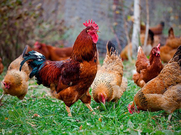 Породы куриц | ЗооТом - продажа, вязка и услуги для животных в Белом