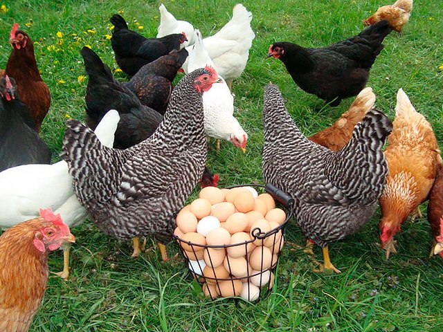 Содержание кур и уход за ними | ЗооТом - продажа, вязка и услуги для животных в Белом