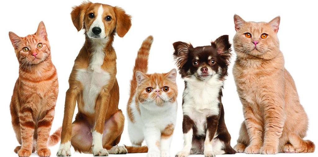Доска объявлений о животных | ЗооТом - продажа, вязка и услуги для животных в Белом