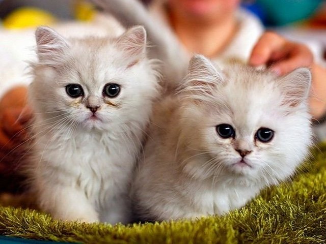 Породы кошек в Белом | ЗооТом портал о животных