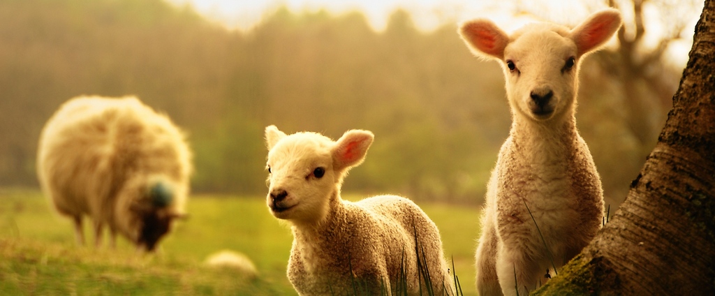 Объявления о сельскохозяйственных животных | ЗооТом - продажа, вязка и услуги для животных в Белом