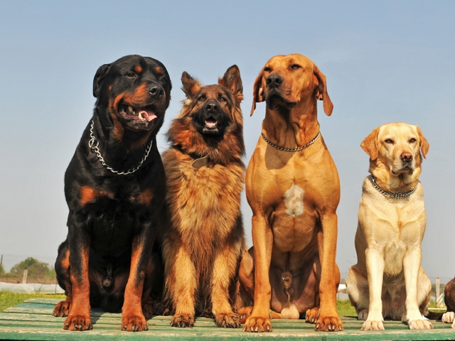 Крупные породы собак в Белом | ЗооТом портал о животных